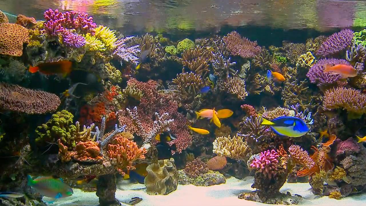 DVD Aquarium Tropical Reef