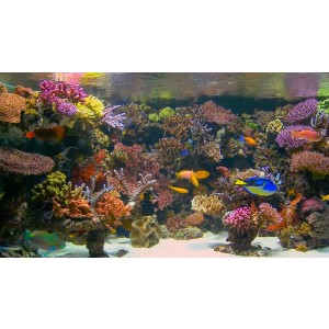 Buy DVD Aquarium Tropical Reef - Nenko