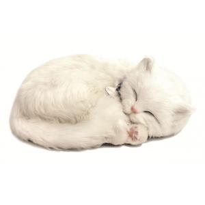 Perfect Petzzz - Kitten white shorthair